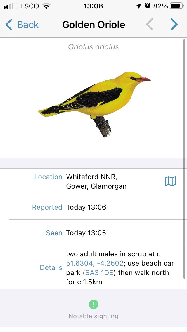 Now two Golden Orioles being reported on Gower! And I’m stuck in work. @GOWEROS1 @welshbirders @glamorganbirds