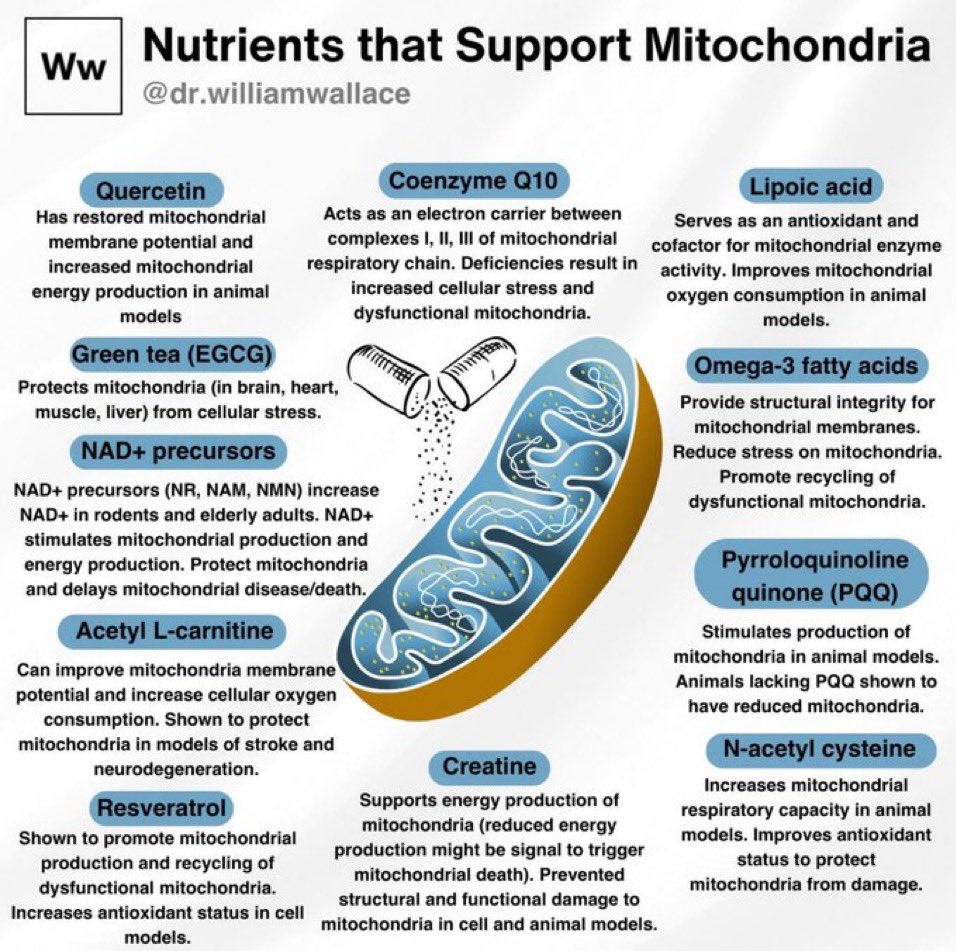 Nutrients that Support mitochondria

@Paul_Wischmeyer #nutrients #nutrition #Biology 
Credit: @drwilliamwallac