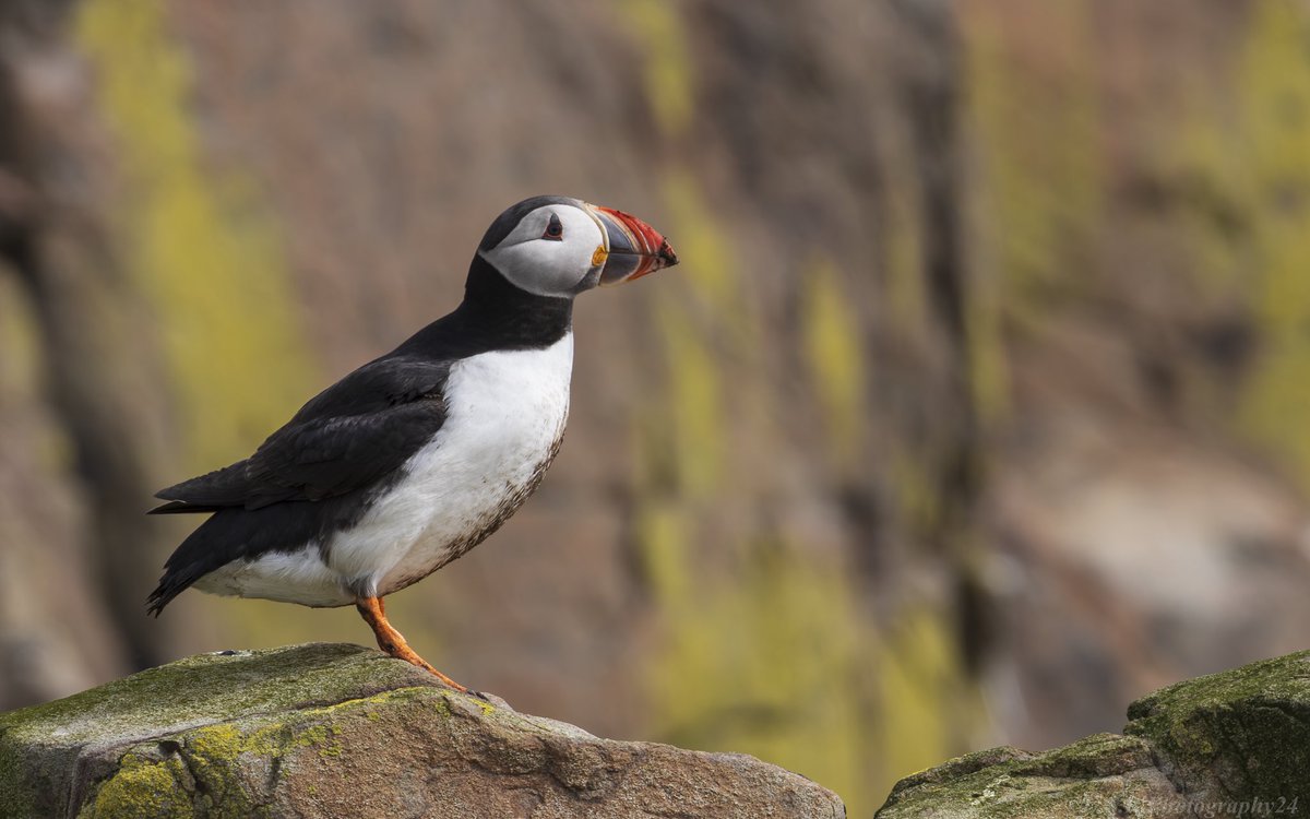 Had a puffin good weekend! The @nationaltrust Farne Island really did put on a good show for us 😍📸 
.
@discovernland @nationaltrust @NTNorthd_Coast @ThePhotoHour @BBCSpringwatch 
.
#northumberland #Farneislands #puffins #photography #wildlife #wildlifephotography