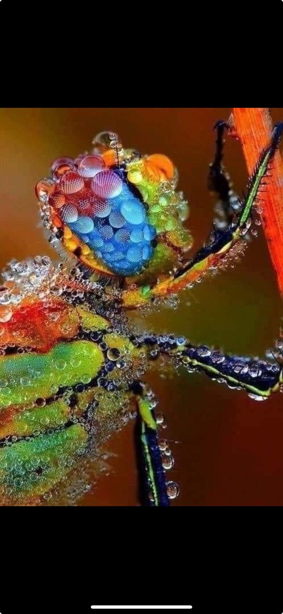 Photograph of a dragonfly filled with morning dew. 🤩
Credit: 📸 @my_best_macro