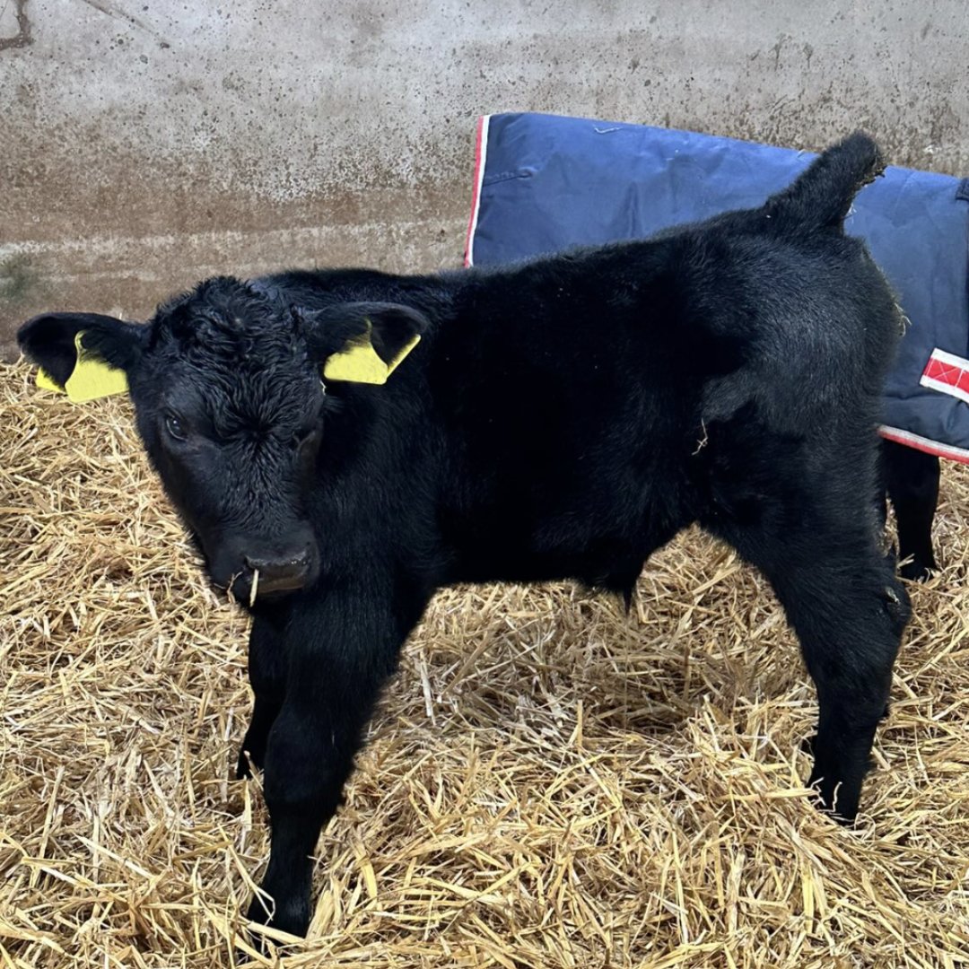 Thanks to Wheatley Heads Dairy Farm for sending in these fantastic photos of their NuEra™️ progeny. These thriving Angus calves are are sired by Skaill Emperor W233 and ABS Espresso. Contact us to find out more about NuEra Genetics™️: eu1.hubs.ly/H08BpyT0