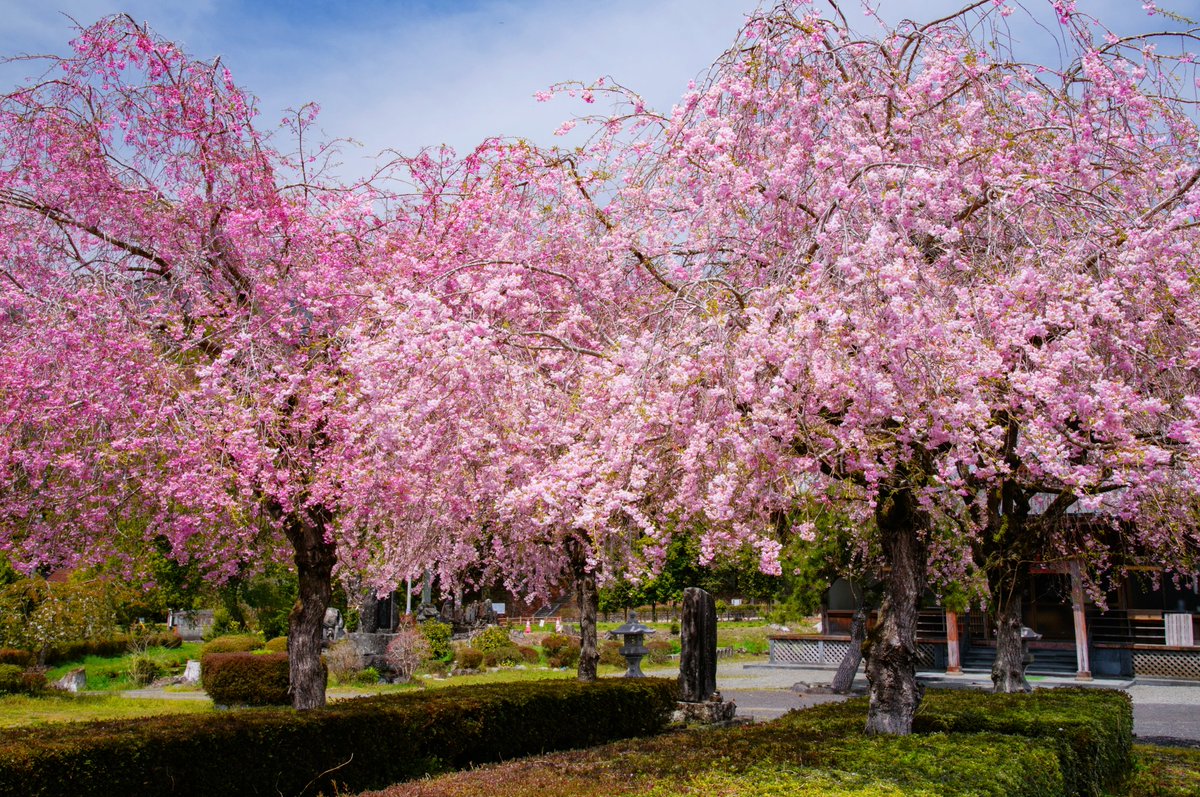 こちらは、みつばつつじの家と同じ富士宮市猪之頭にある遠照寺のしだれ桜です！