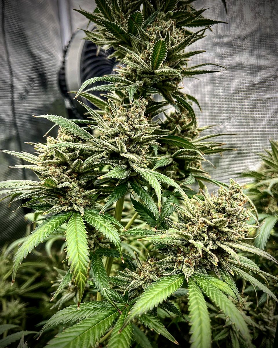 #LotusNutrients is here to help you 'Stayin' Alive' in the garden! Keep your plants thriving with our premium formula. 🕺🌱 🌱 Grown with @lotusnutrients 📸 Grown by @teebeedeefarms 😁 Grow with Lotus today: l8r.it/loPj