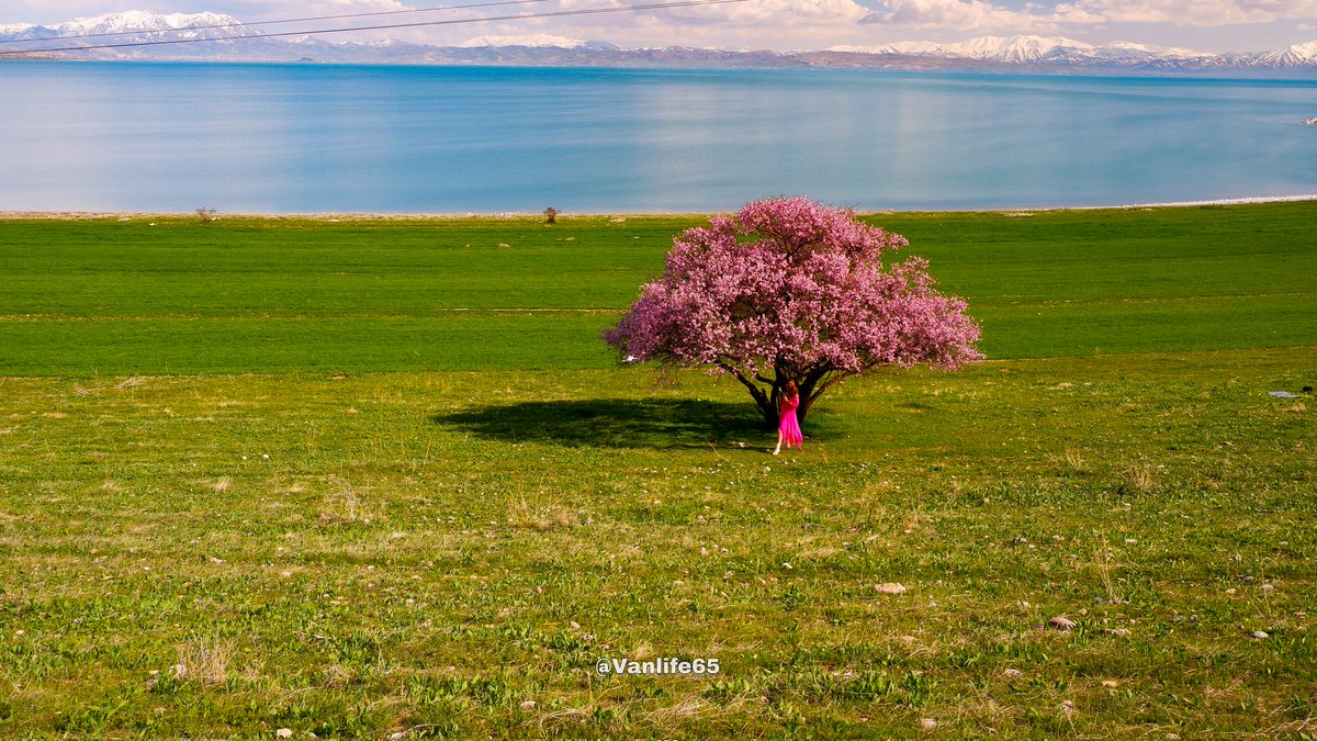 Burası isviçre değil! Van 🌸

📍Çarpanak Adası 

Van Gölü kıyılarında kayısı ve badem ağaçları çiçek açtı, rengarenk 💐