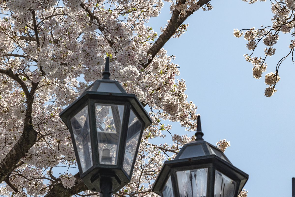 茨城県日立市　平和通りの桜
先日撮影したものです。

#茨城県 
#日立市 
#平和通り 
#桜