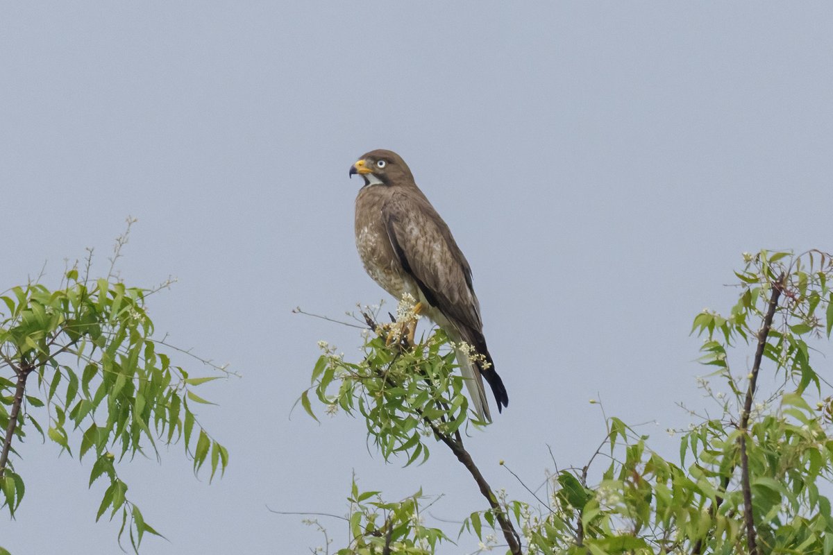 Save Banyans of Chevella tweet media