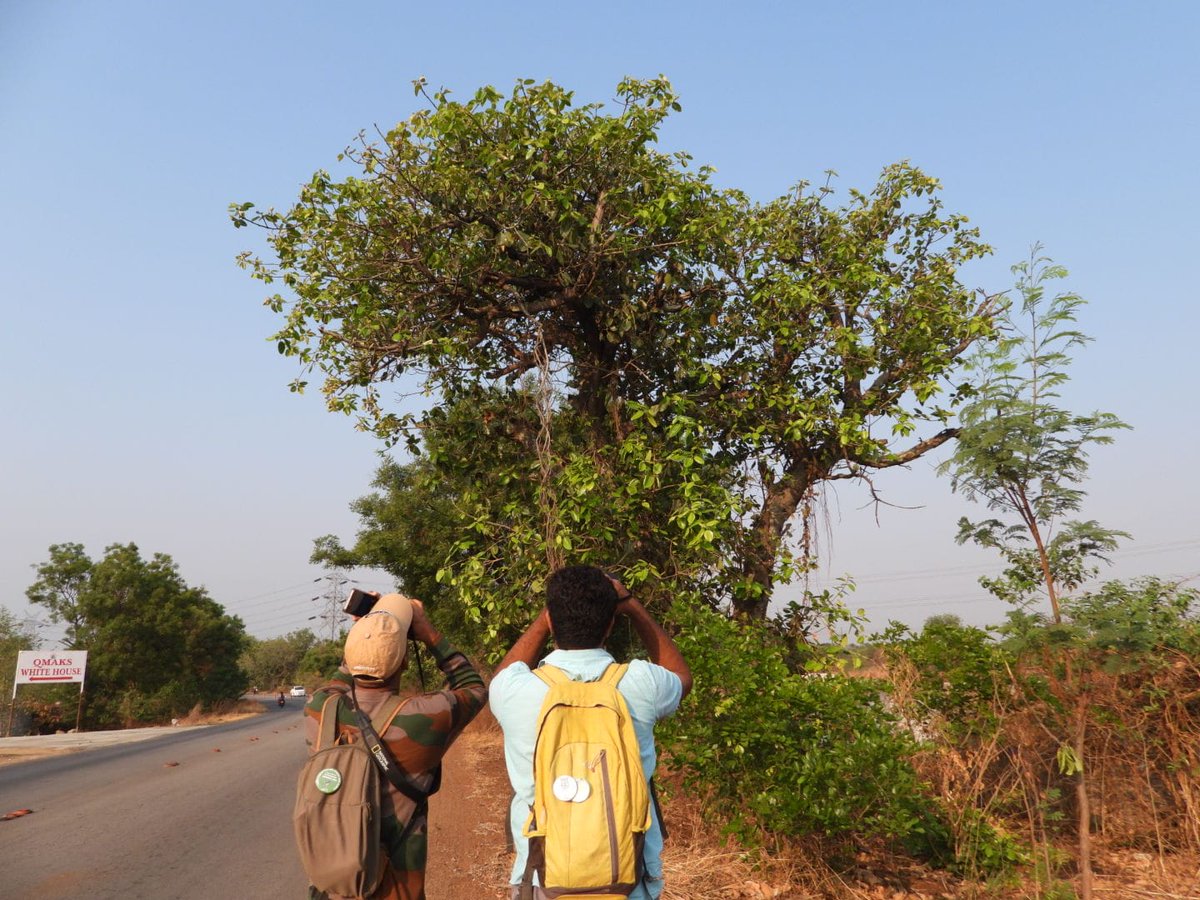 We collaborated with @hydbirdingpals to gather data on the bird species in the section of NH-163 proposed for road widening. More than 96 species were recorded by the 23 participants over two days. This conclusively proves that the stretch supports rich biodiversity.