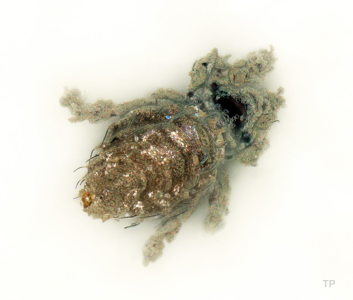 It is #MiteMonday! Here a pic of a ghostly damaeid mite that almost looks like a walking crystal! #Oribatida, #Damaeoidea, #camouflage.