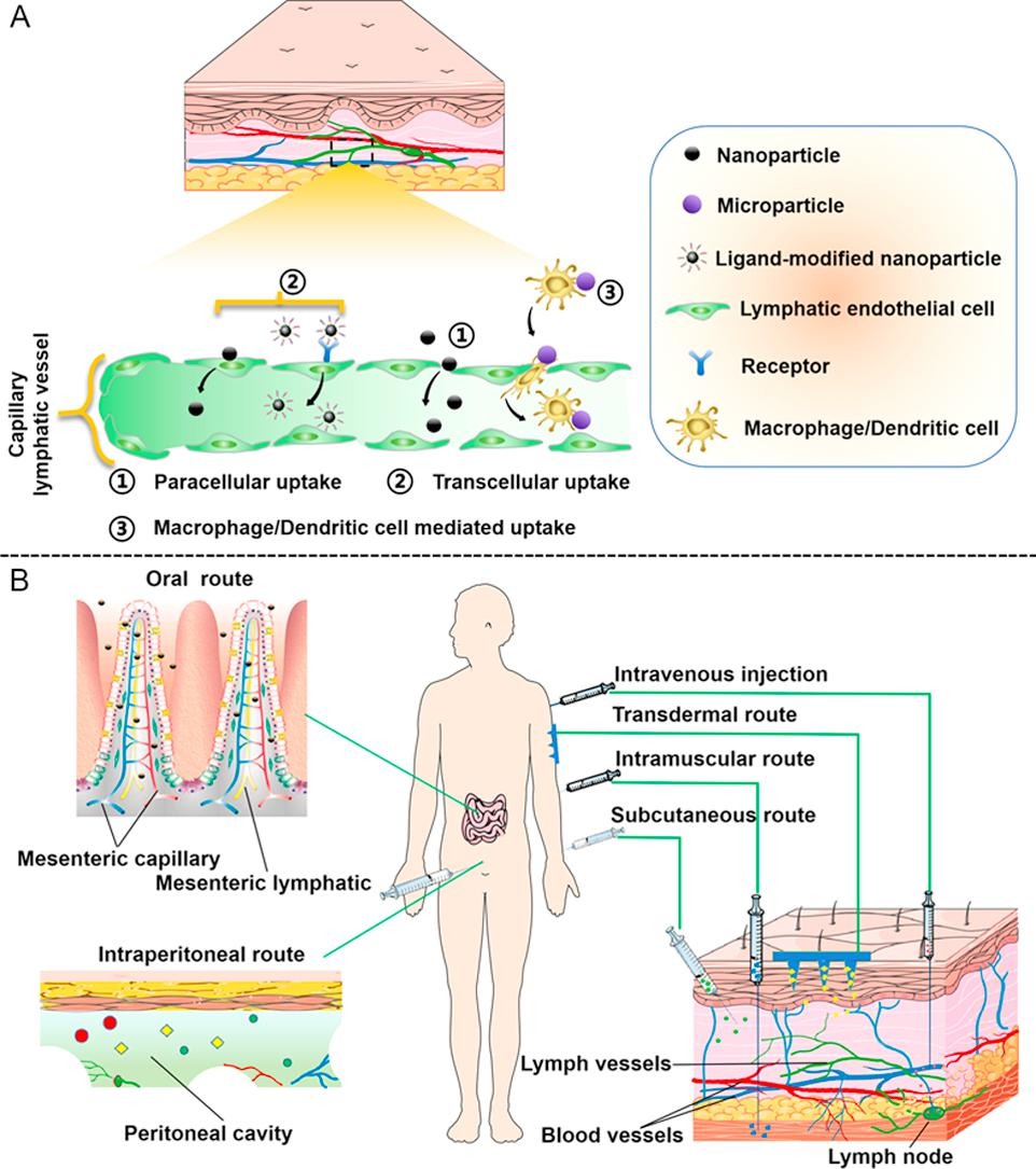 ADDR 50 days' free access: Interactions between nanoparticles and lymphatic systems: mechanisms and applications in drug delivery. By Wufa Fan & coworkers, Peking Union Medical College #LymphaticDelivery #vaccine #ProteinCorona authors.elsevier.com/a/1ivHg,3sXTmT…