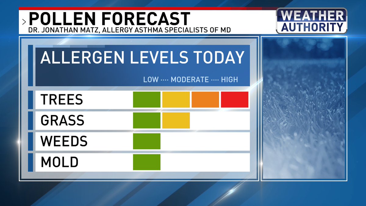 We are right about at the peak of tree pollen season. 🤧 @FOXBaltimore #mdwx