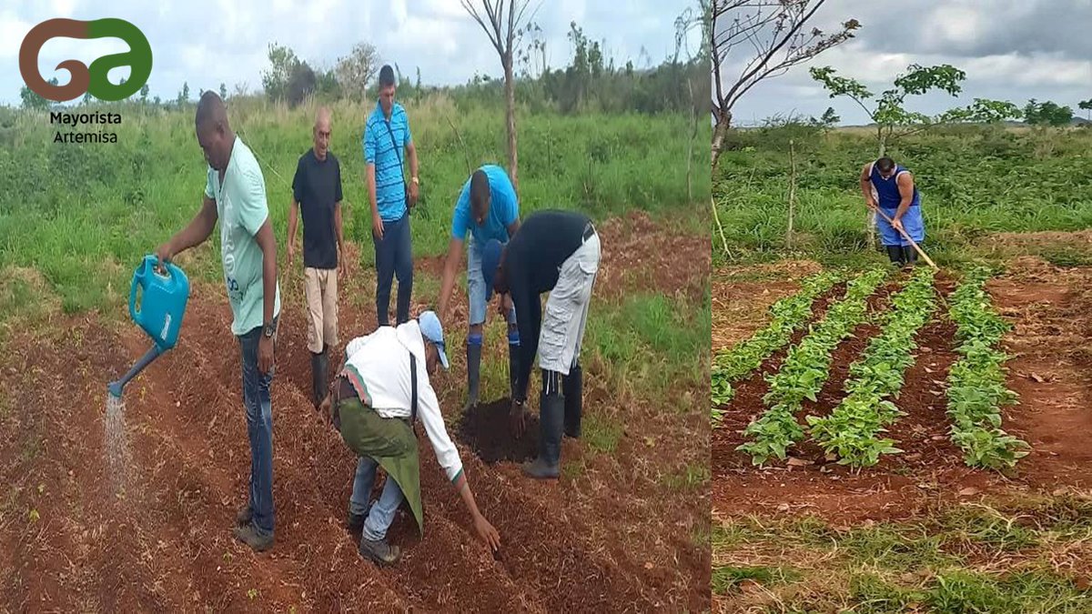 Trabajadores contribuyendo con la soberanía alimentaria #SoberaníaAlimentaria #CubaViveYTrabaja #GenteQueSuman #ArtemisaJuntosSomosMás #MayoristaArtemisa
@IleanaMayorista
@GrupoAlimentos
@BetsyDazVelzqu2
@GladysArtemisa
@RicardoArtemisa