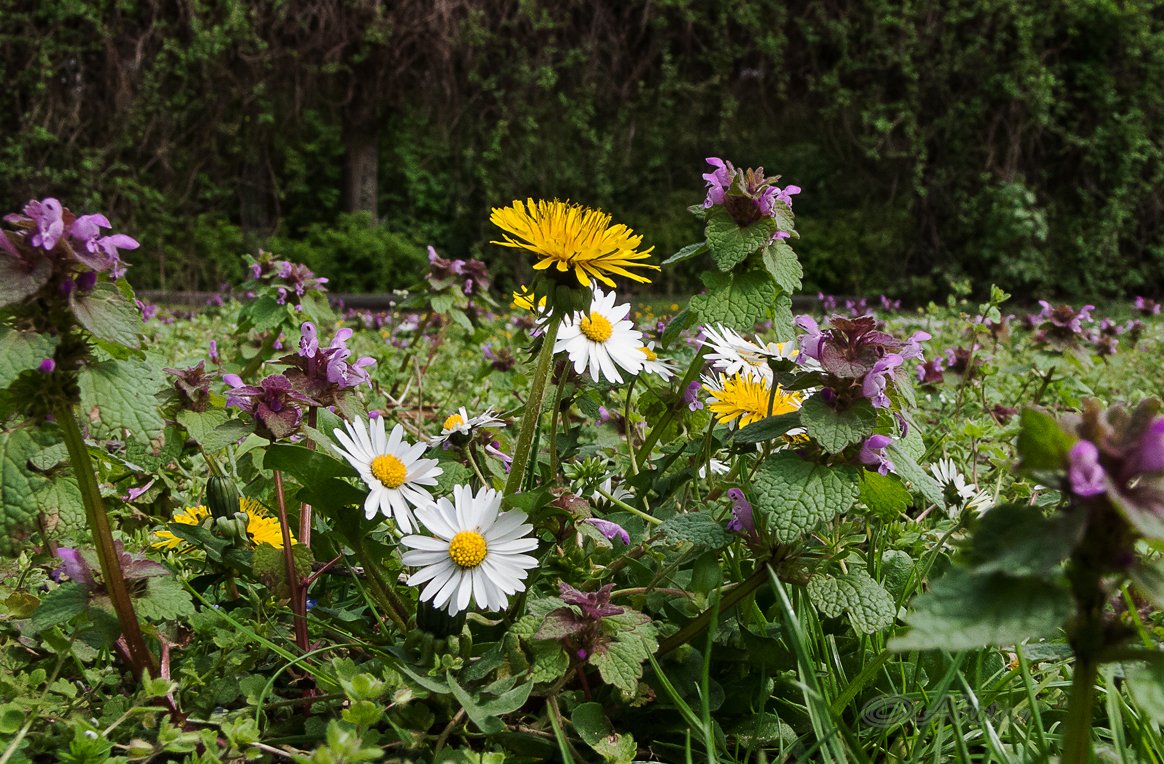 aharu42's tweet photo. "A Banquet For The Polinators"
#photography #naturephotography #wildflowerhour #wildflowers #dandelion #deadnettle #daisy https://t.co/74GT7FVGbo