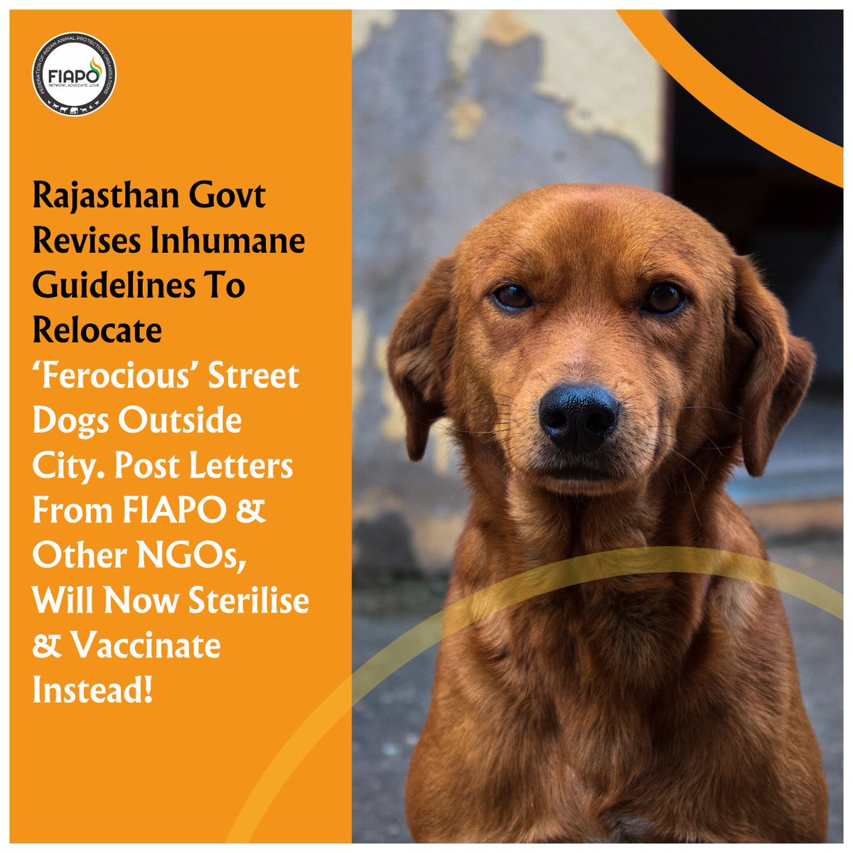 In a win for animal welfare NGOs, the Rajasthan govt revised its guidelines for “ferocious” street dogs. Instead of releasing them away from cities, they will be sterilised & vaccinated and then released in their familiar location.
