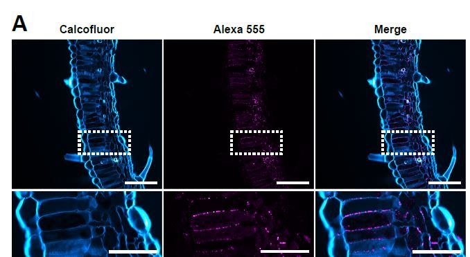 Plant Physiology tweet media