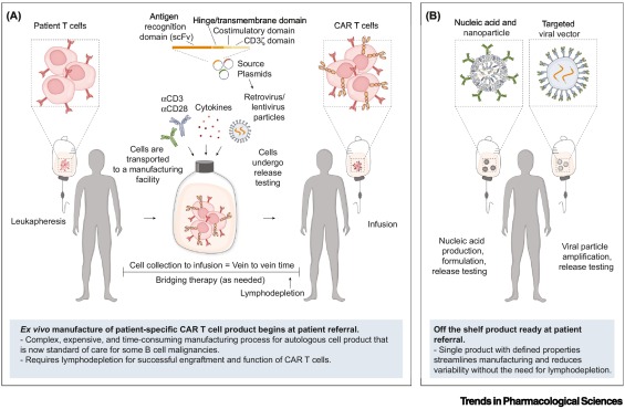 Direct in vivo CAR T cell engineering dlvr.it/T5X0Xf