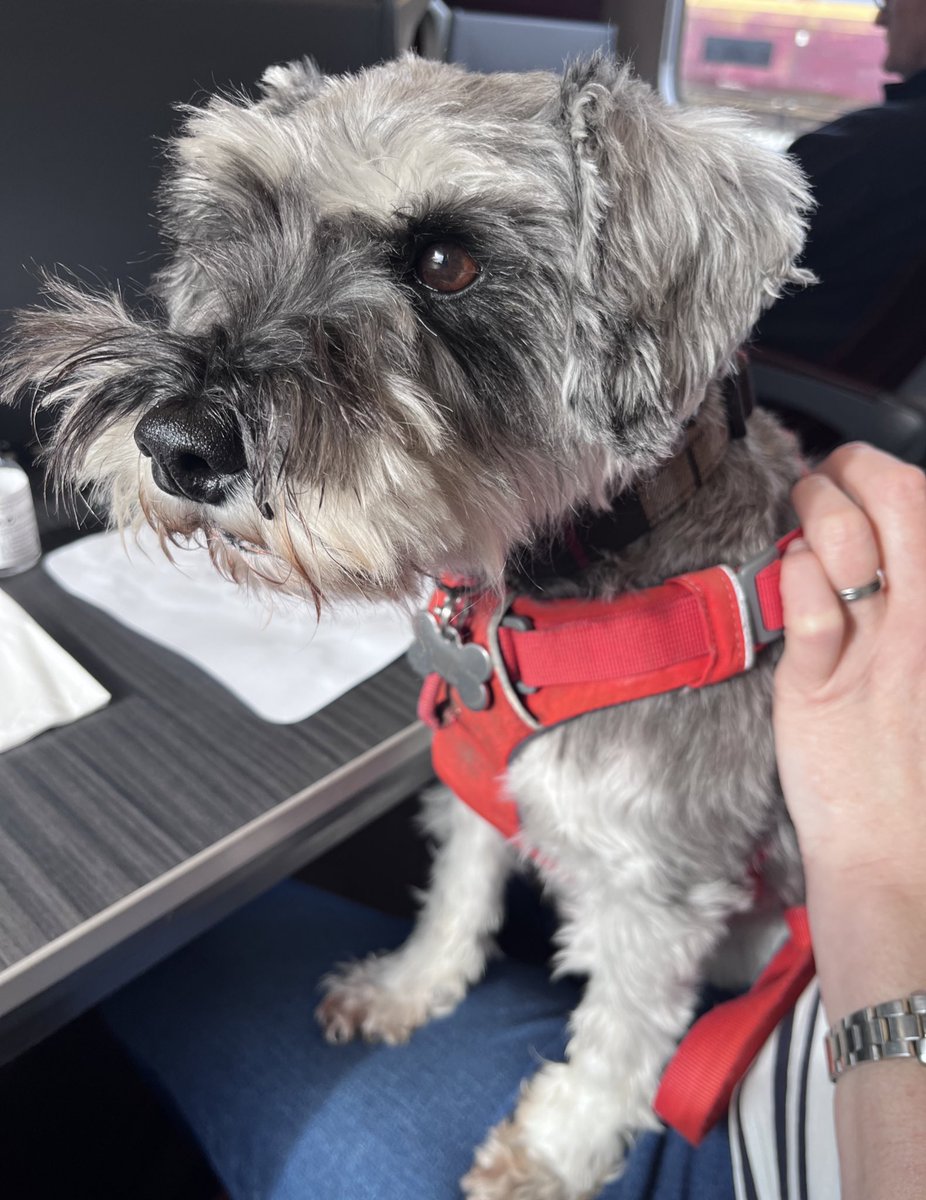 WeeGrowl's tweet photo. Hoomums drove to Newcastle 

Was worried I was being left behind! 😬

But we all caught a @LNER #train to Kings X 

I love trains! We travelled 1st class &amp; I was a very good boy 

Obviously I chose something from the at seat menu &amp; then had a sleep 

#Schnauzer @dogsontrains #dog https://t.co/R9hYKf2on8