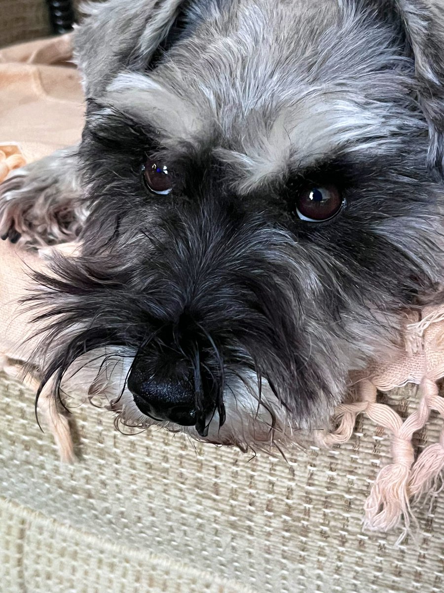 WeeGrowl's tweet photo. Hoomums drove to Newcastle 

Was worried I was being left behind! 😬

But we all caught a @LNER #train to Kings X 

I love trains! We travelled 1st class &amp; I was a very good boy 

Obviously I chose something from the at seat menu &amp; then had a sleep 

#Schnauzer @dogsontrains #dog https://t.co/R9hYKf2on8