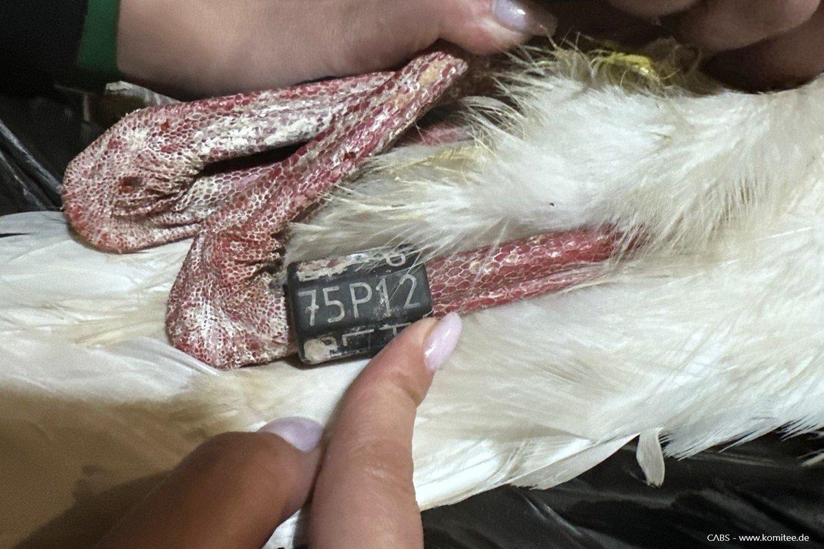 ⚠️ 1/2 

Our anti-poaching teams in Lebanon recently recovered a #WhiteStork shot down south of Beirut - the injured bird was wearing a ring from Poland. 

The bird was ringed on 21/06/2021 as a chick near the village of Mokobody around 75km east of Warsaw.