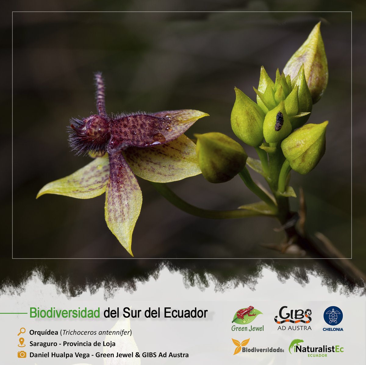 BIODIVERSIDAD DEL SUR DEL ECUADOR

🔎: Orquídea / Trichoceros antennifer
🏞️: Saraguro - Provincia de Loja
📷: Daniel Hualpa Vega - Green Jewel & GIBS

#BiodiversidadDelSurDelEcuador #GreenJewel #Chelonia #BiodiversidadEc #iNaturalistEc #CienciaCiudadana #SomosInaturalistEc