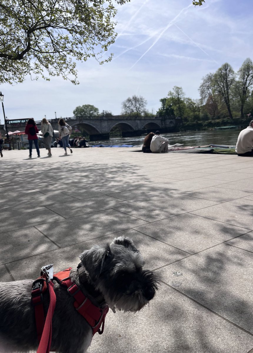 WeeGrowl's tweet photo. We stayed @thehoxton hotel &amp; I had a huge window! Thanks for being #dogfriendly

Trains are everywhere in #London 😃

We took the tube to Richmond upon Thames &amp; had a wander about the riverside 

When walking in Holland Park we saw this huge cat with lots to say 

#Schnauzer #Dog https://t.co/EbeKVEz8vq