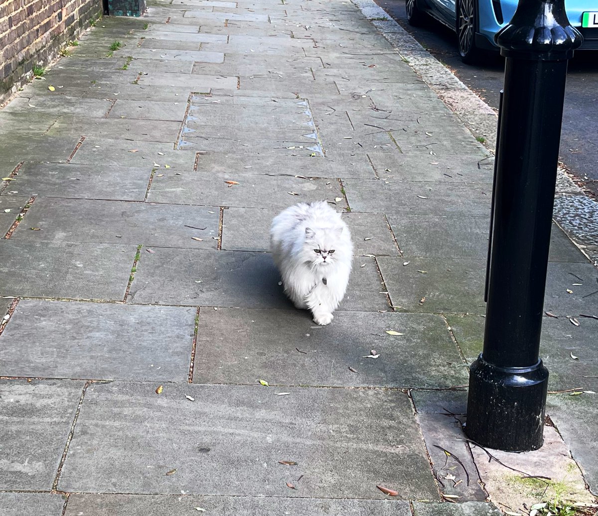 WeeGrowl's tweet photo. We stayed @thehoxton hotel &amp; I had a huge window! Thanks for being #dogfriendly

Trains are everywhere in #London 😃

We took the tube to Richmond upon Thames &amp; had a wander about the riverside 

When walking in Holland Park we saw this huge cat with lots to say 

#Schnauzer #Dog https://t.co/EbeKVEz8vq