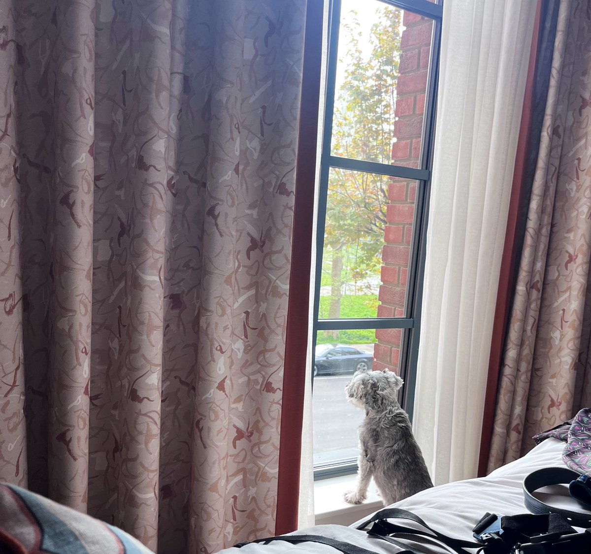 WeeGrowl's tweet photo. We stayed @thehoxton hotel &amp; I had a huge window! Thanks for being #dogfriendly

Trains are everywhere in #London 😃

We took the tube to Richmond upon Thames &amp; had a wander about the riverside 

When walking in Holland Park we saw this huge cat with lots to say 

#Schnauzer #Dog https://t.co/EbeKVEz8vq
