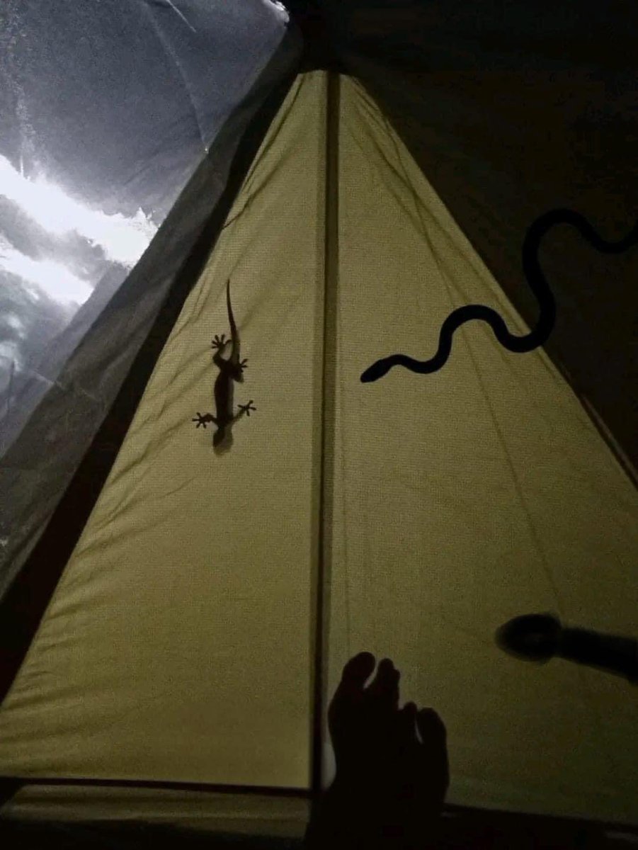 媽媽說跟朋友去露營時
要小心野外的蟲蟲🫣🫣🫣