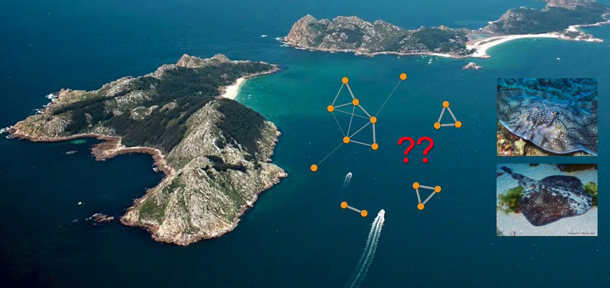 Manta_Rob's tweet photo. Excited !!! 
To announce that I have a new job at @IIM_CSIC in Vigo, Spain, to work on social behaviour and social networks in elasmobranchs ! 🦈 🦈 
Working with @David_chirleu's group on BELAS project (Conservation behaviour of marine resources at the spatial-social interface) https://t.co/XwaByAGfMz