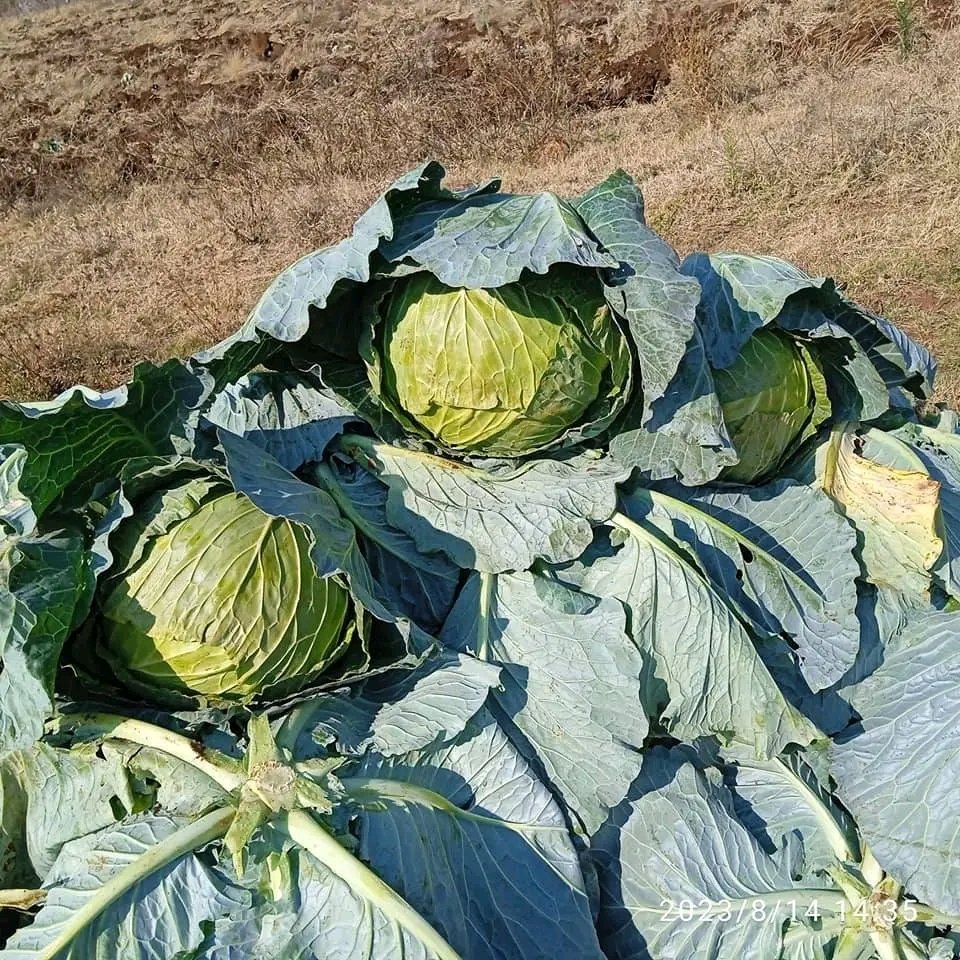 We are pleased to announce that this Friday, we will be conducting a free online training session on Cabbage farming. Be sure not to miss it! Follow our WhatsApp Channel for the training updates- whatsapp.com/channel/0029Va… #agribusinesstalk
