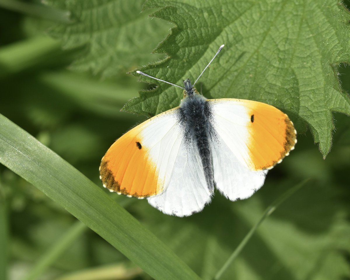 The Prince of Orange 🧡 An Orange-tip (Anthocharis cardamines) sitting pretty in #Dorset over the weekend. Every one I see brings a smile to my face. @BBCSpringwatch