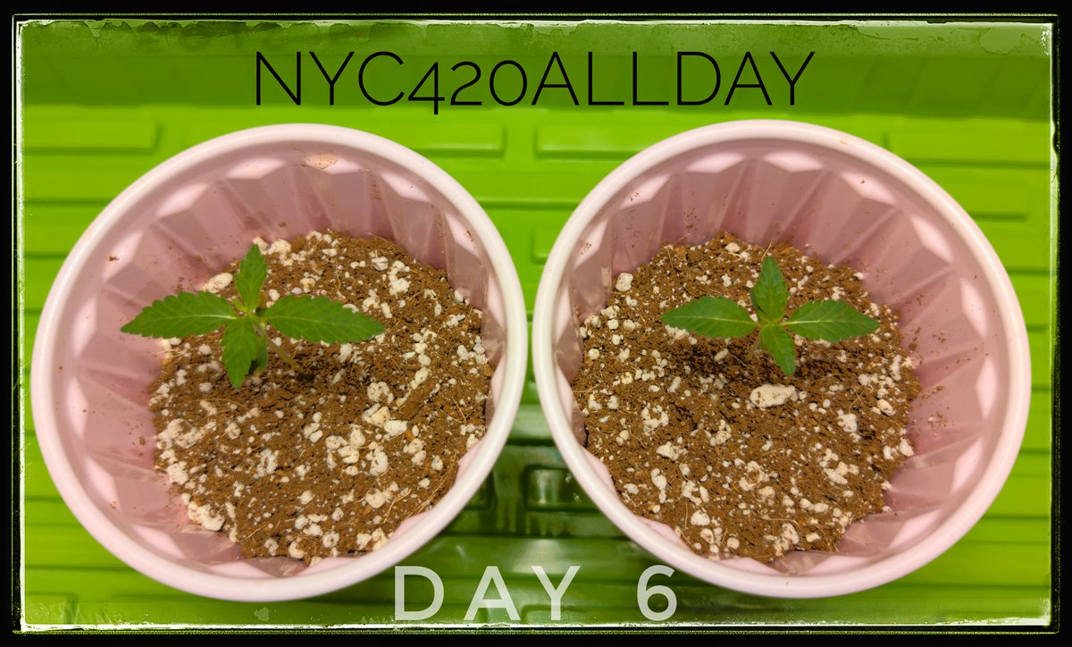 420 Week is upon us!

Lets Go Growers, Rollers, Budtenders, Smokers, Trappers and everyone who lovesCannabis!

New York setting the benchmark for the future of 420!

#fourtwenty #NewYork #newyorkroots #growyourown #growathome #progrower #proyourgrow #phenohunt #cannabiscommunity