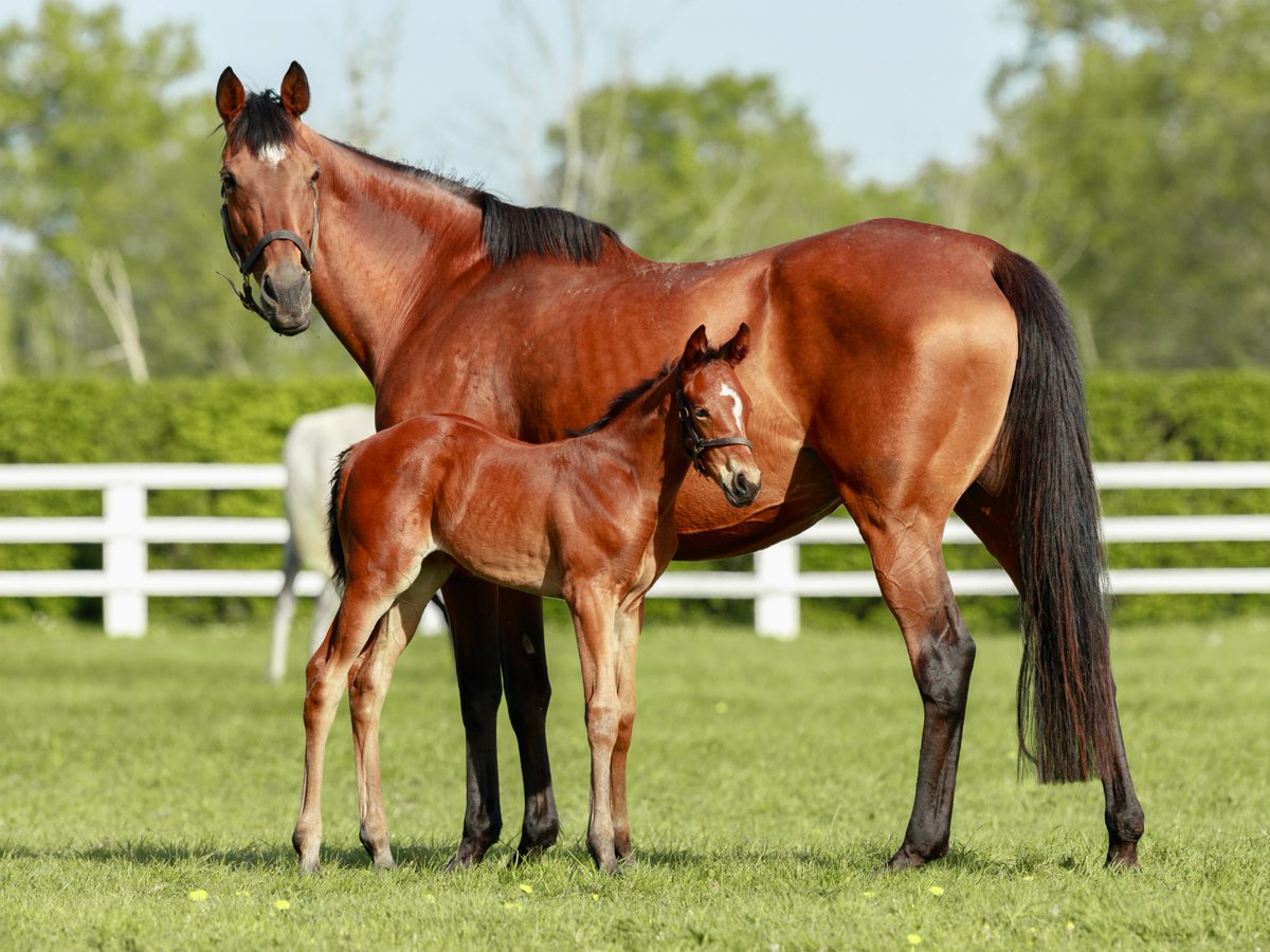 🌟Celebrating #Azmiyna as our #MareMonday star today. She's the dam of The Autumn Sun, who sired his first Gr.1 winner over the weekend when Autumn Angel won the Australian Oaks. 📸: Azmiyna with her 2024 filly by Wootton Bassett. She visits #Siyouni this season. #RPFoalGallery