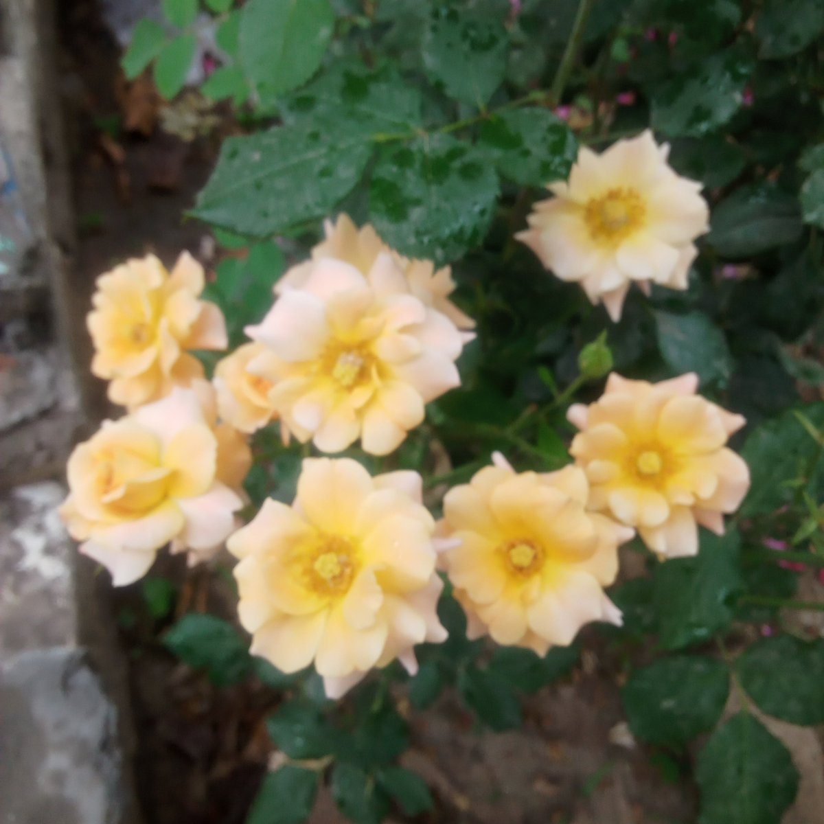 Quote with Yellow Roses 💐

Beauty of nature
