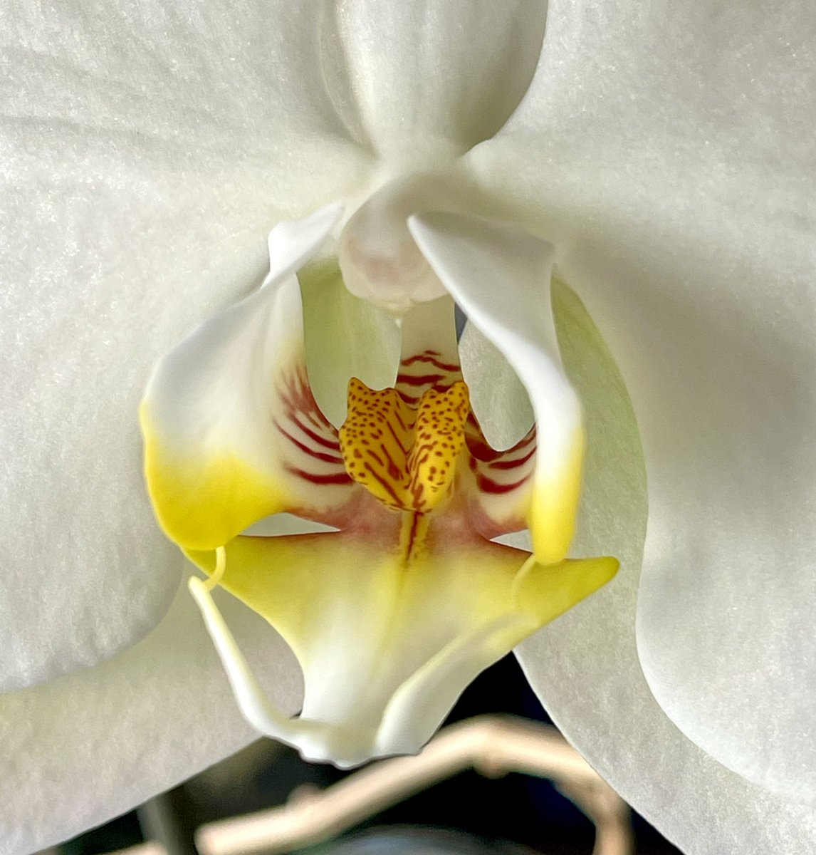 Grand Rising ☀️ #Orchid detail shows such delicate patterns that effortlessly bloomed with ease. Where in your life do you #bloom effortlessly? #nature #naturetherapy #consistency #orchidlover #flowerdetail #delicate #grandrising #EffortlessElegance #EffortlessBeauty