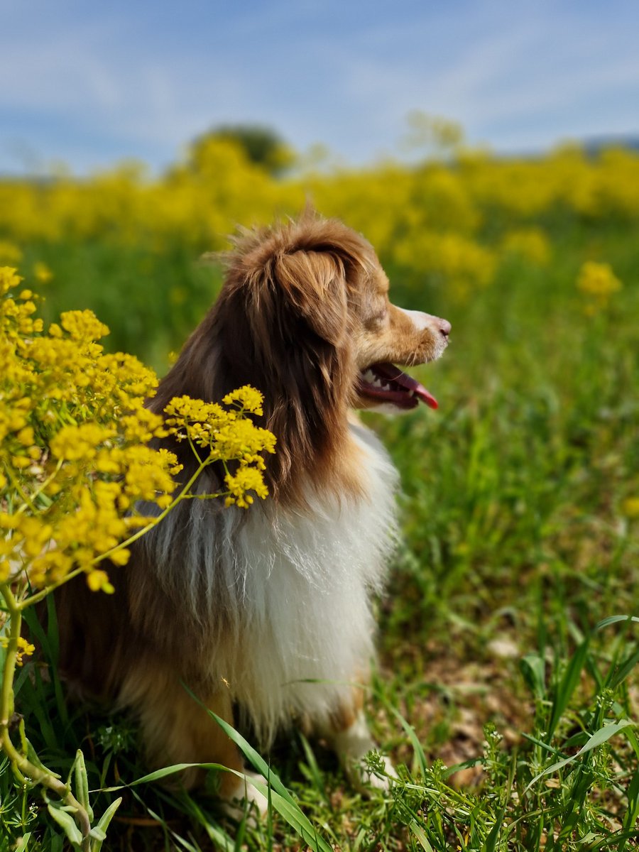 BaStephba's tweet photo. Je vous présente "Ruby" nous sommes diplômées depuis hier #chiensvisiteurs #CNEAC un binôme qui va rendre des personnes heureuses et les aider dans leurs capacités de développement #hepad #ime #hôpitaux #bergeramericainminiature https://t.co/cNg8GHcjcS