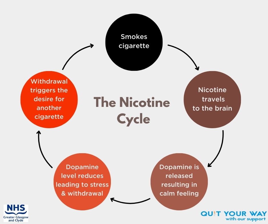 The image below shows how nicotine affects the brain. This continues in a cycle until you break the habit. The QuitYourWay Service can help you find a way to break the cycle. Call us today 0800 916 8858 or visit our website. Reproduced from ash.org.uk/resources/view…