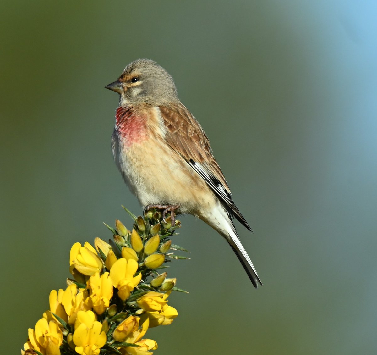 One of many Male Linnets on Anglesey yesterday @Natures_Voice @AngBirdNews #wildlife #nature #birds #birdwatching #birdphotography #nikon