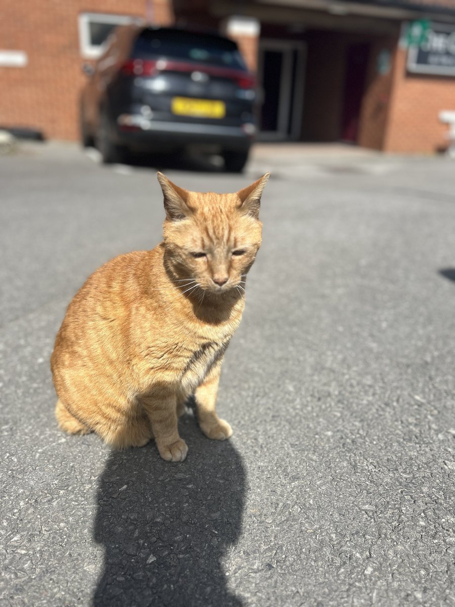 SCCCBrianTheCat's tweet image. I may have been away for a few weeks, but cricket is back and so am I! ❤️

#WeAreSomerset