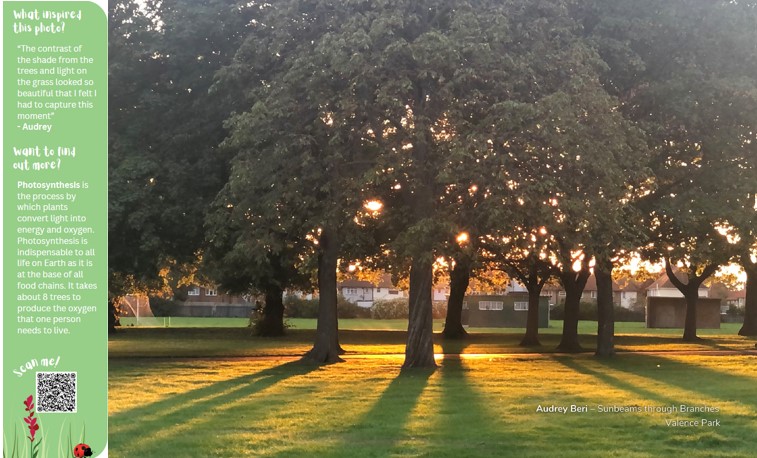 It's April... here come the showers! 💧☔️ In the meantime please enjoy the lovely scene on this month's #WildFreeLBBD calendar. 📷 Photo taken by Audrey Beri in Valence Park. ☀️Learn how plants convert sunlight into energy: tinyurl.com/d7r8vbya #nature #science #trees #light