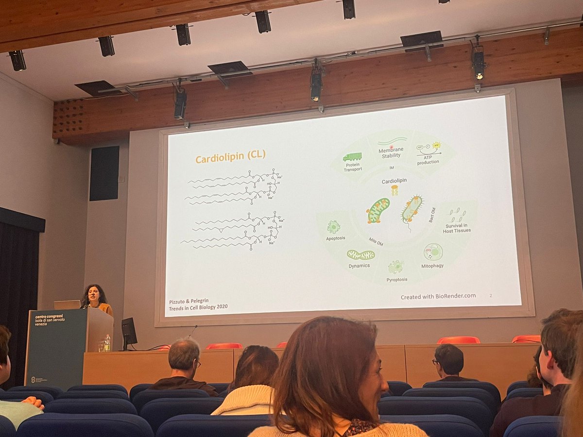 MalvinaPiz's tweet photo. I was thrilled to present my work at #EMBOsignaling24!! Huge thanks to the organizers, it was a fantastic meeting in a wonderful city!! I learned a lot #notonlyscience and made new friends 🥰
Can't wait to discuss my cardiolipin data next week at #toll2024 https://t.co/p79eHz7iZd
