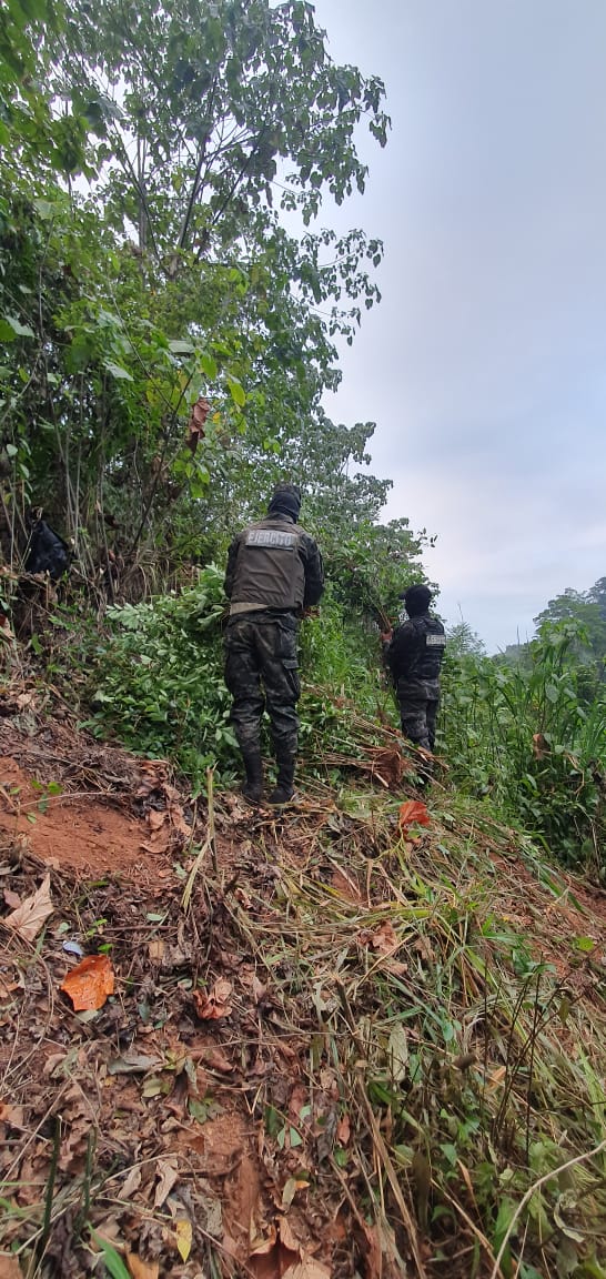 #MNTV ¡ Plantación de 'moña'! Las @FFAAHN  aseguró una plantación de  1,500 arbustos de hoja de coca  en tres manzanas de terreno y una estructura artesanal para el procesamiento de droga, en #SanJosé de #LasMinas, #Olancho.