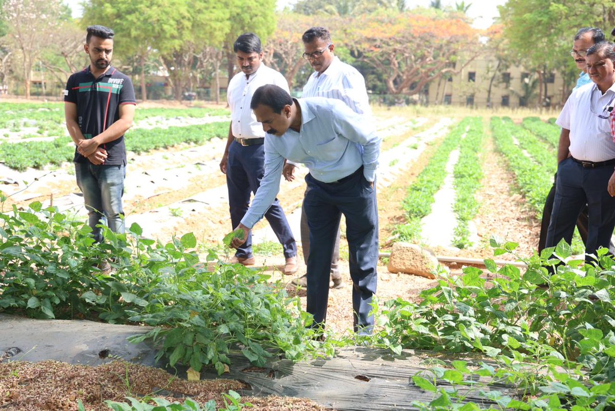 MaheshHBG's tweet photo. "Hon'ble VC Dr. S V Suresha sir visited  Plant Breeding Research plots at K Block, GKVK @BangaloreUas interacted among plant breeders." https://t.co/mbGdiqlTZt