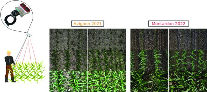 Maize canopy light interception hinges on leaf orientation shaped by sowing patterns. ALAEM algorithm validates, revealing genotypic & environmental impacts on maize architecture. #CropScience #AgTech 
Details:spj.science.org/doi/10.34133/p…