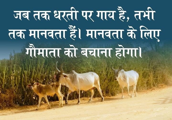 karuna_rajkot's tweet photo. जब तक धरती पर गाय है, तभी तक मानवता हैं। मानवता के लिए गौमाता को बचाना होगा।
#SaveCow #ProtectHumanity #RespectCows #CaringForCows #CowProtection #UpholdCompassion #HumanityAndCows #LoveAllAnimals #RespectAllLife #CowConservation #CowsAreSacred #AnimalWelfare https://t.co/iq1qs6YURA