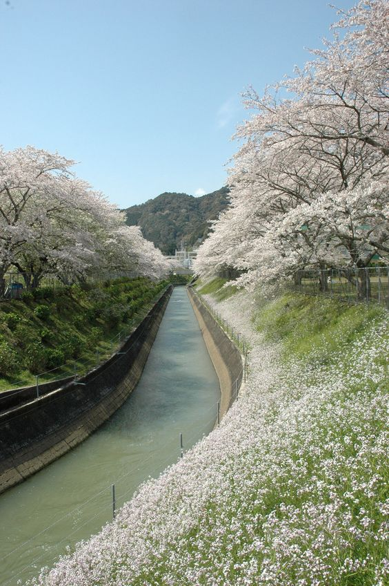 _Fact_Stream tweet picture