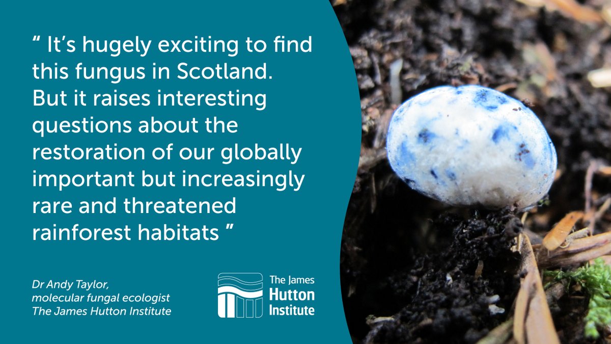 A rare #fungus has been found for the first time in #Scotland by @HuttonES scientists assessing restoration work on a Scottish temperate rainforest. The Chamonixia caespitosa, a type of truffle, is typically only found in the Alps and Scandinavia. More: bit.ly/3UfYFaO