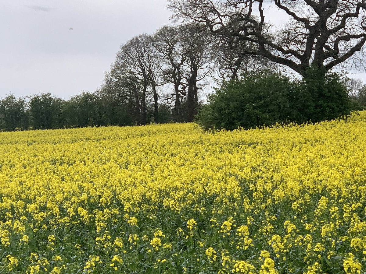 caroline_judge's tweet image. I love the drive to work at this time of year @EKHUFT #fieldsofgold