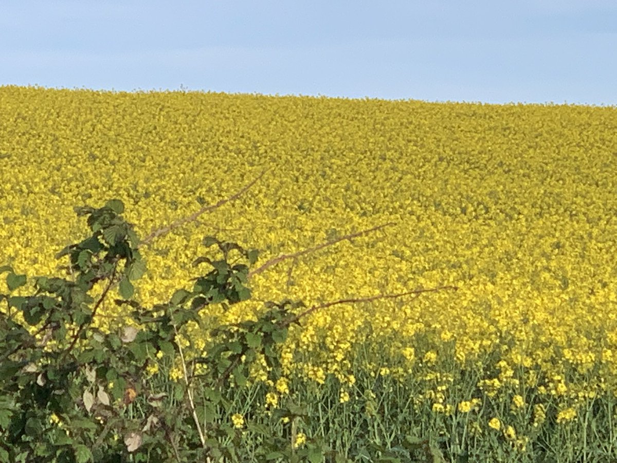 caroline_judge's tweet image. I love the drive to work at this time of year @EKHUFT #fieldsofgold