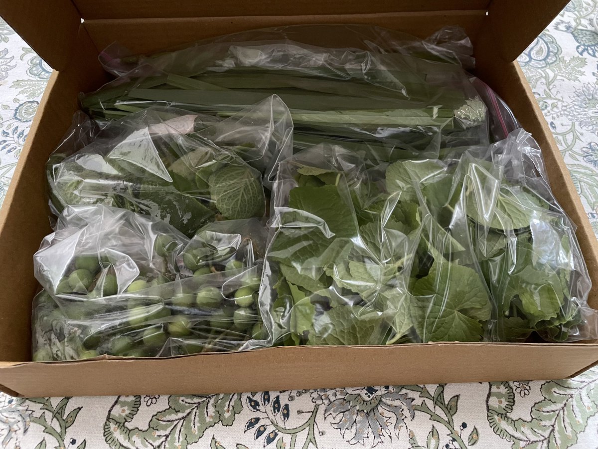 Wild Edibles box.
From the Food Forest our research group has created at our University.
76 species of wild edibles growing on 3000 sqft area in 7 layers from canopy to rhizospehere.
#FoodSystems
<a href="/TDUPGConnect/">TDU Postgrad Connect</a> <a href="/atree_org/">ATREE</a>