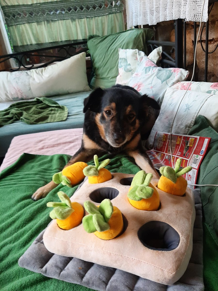 Nachdem ich jetzt wissenschaftlich herausgefunden habe, dass sich unter jeder Möhre ein Entenleckerchen befindet, scheint mein Sommer gerettet 😁
* schreibt Businessplan für Papas Möhrenbeet im Garten